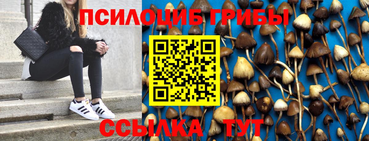Псилоцибиновые грибы Psilocybe  Вход с VPN  Вольск 